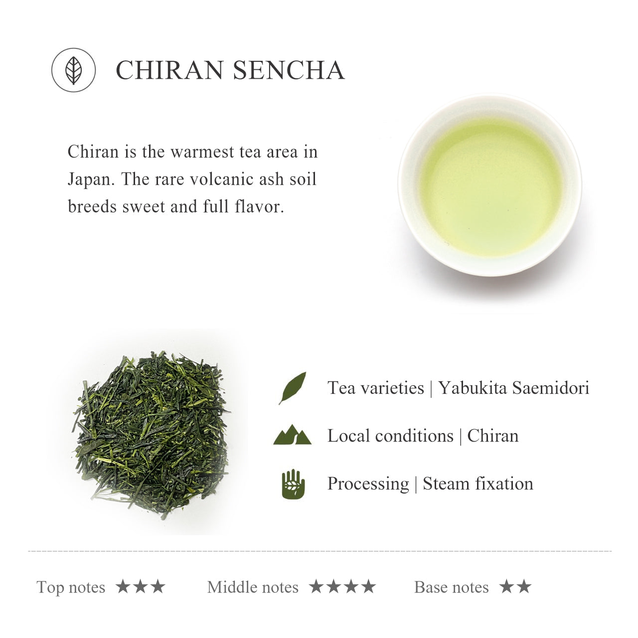 JSY Japanese Chiran Sencha Tea Bags 12 pcs Green Tea