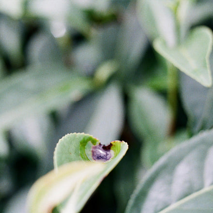 IS THE LITTLE GREEN LEAFHOPPER A BENEFICIAL INSECT OR A PEST? WITHOUT IT, THERE WOULD BE NO ORIENTAL BEAUTY TEA